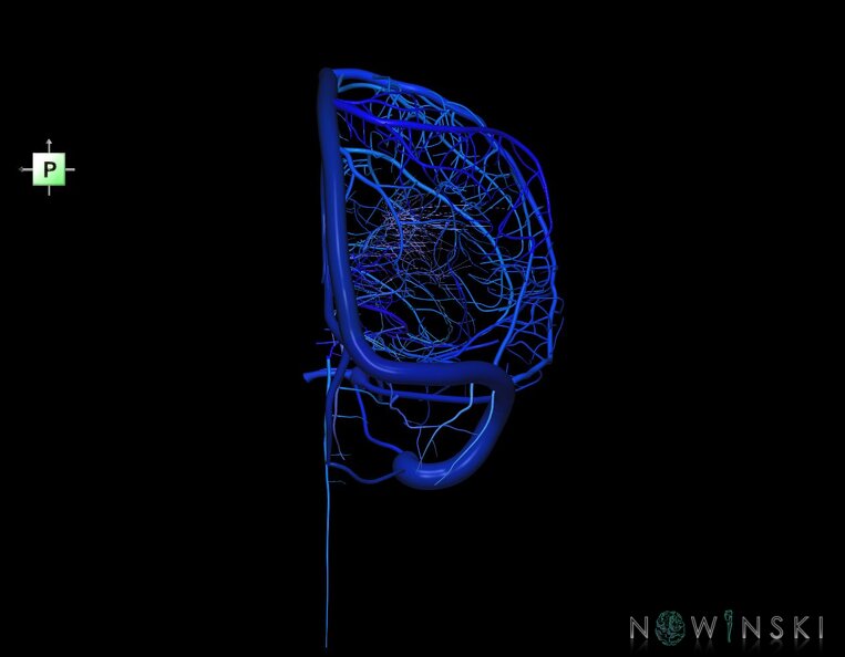 G1.T16.3.V3.C2.L0.Intracranial_venous_system_right.tiff