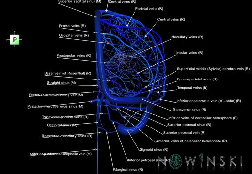 G1.T16.3.V3.C2.L1.Intracranial venous system right