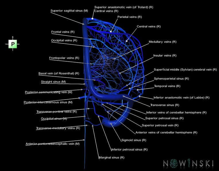 G1.T16.3.V3.C2.L1.Intracranial_venous_system_right.tiff