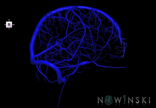 G1.T16.3.V4.C1.L0.Intracranial venous system right