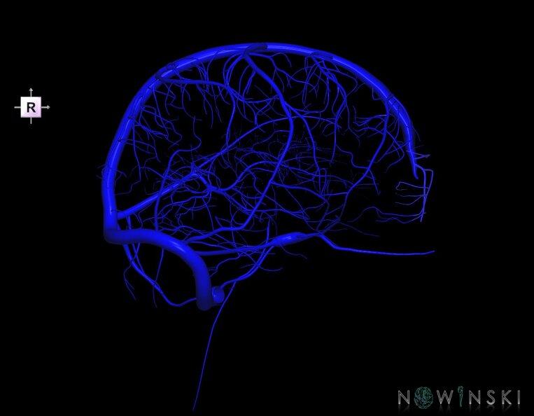 G1.T16.3.V4.C1.L0.Intracranial_venous_system_right.tiff