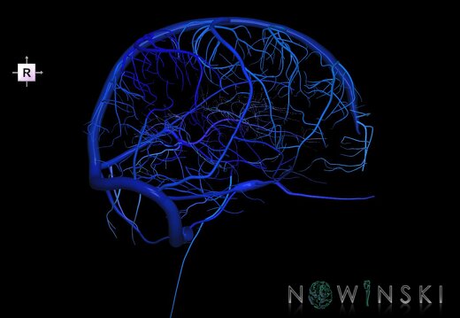 G1.T16.3.V4.C2.L0.Intracranial venous system right