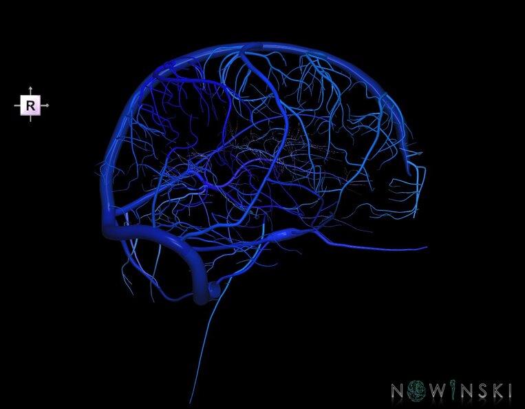 G1.T16.3.V4.C2.L0.Intracranial_venous_system_right.tiff