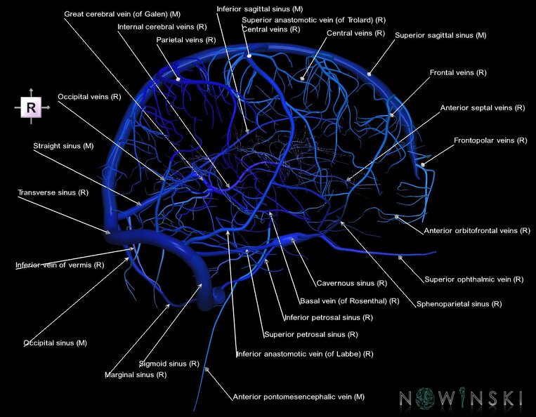 G1.T16.3.V4.C2.L1.Intracranial_venous_system_right.tiff