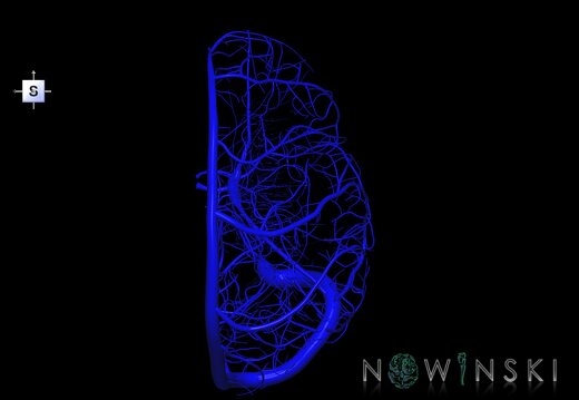 G1.T16.3.V5.C1.L0.Intracranial venous system right