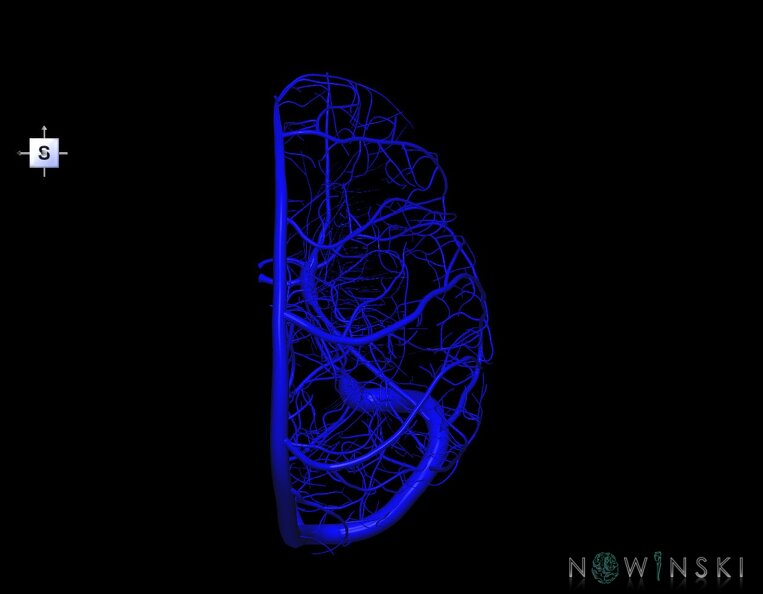 G1.T16.3.V5.C1.L0.Intracranial_venous_system_right.tiff