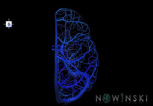 G1.T16.3.V5.C2.L0.Intracranial venous system right
