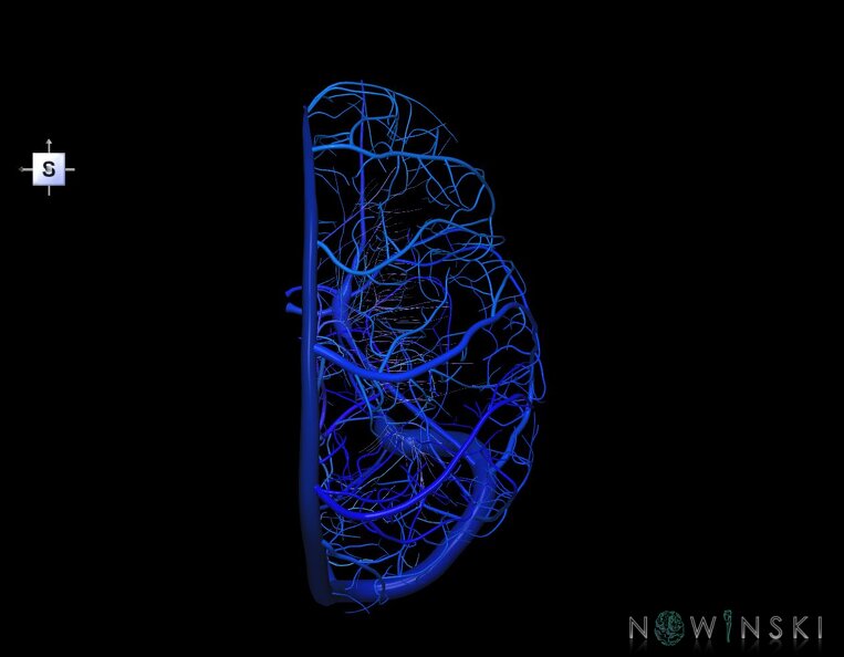 G1.T16.3.V5.C2.L0.Intracranial_venous_system_right.tiff
