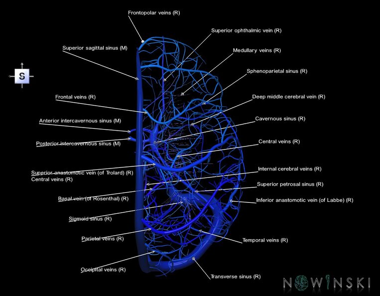 G1.T16.3.V5.C2.L1.Intracranial_venous_system_right.tiff
