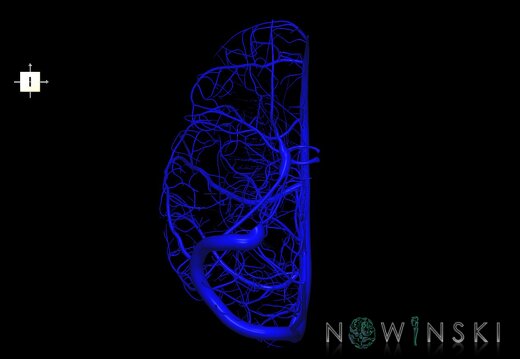 G1.T16.3.V6.C1.L0.Intracranial venous system right