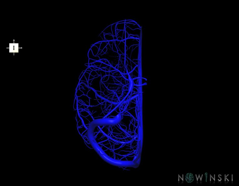 G1.T16.3.V6.C1.L0.Intracranial_venous_system_right.tiff