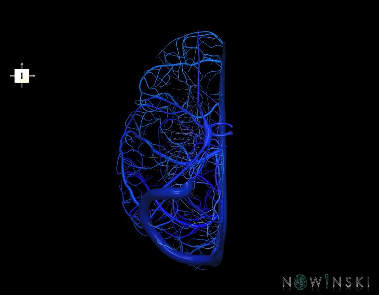 G1.T16.3.V6.C2.L0.Intracranial_venous_system_right.tiff