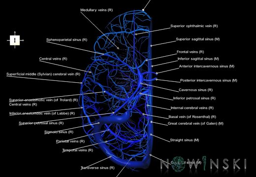 G1T16.3.IntracranialVenousSystemRight