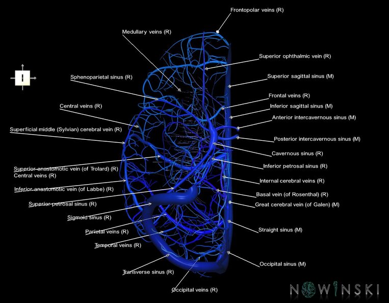 G1.T16.3.V6.C2.L1.Intracranial_venous_system_right.tiff