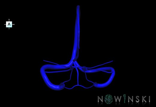 G1.T16.4.V1.C0.L0.Dural sinuses