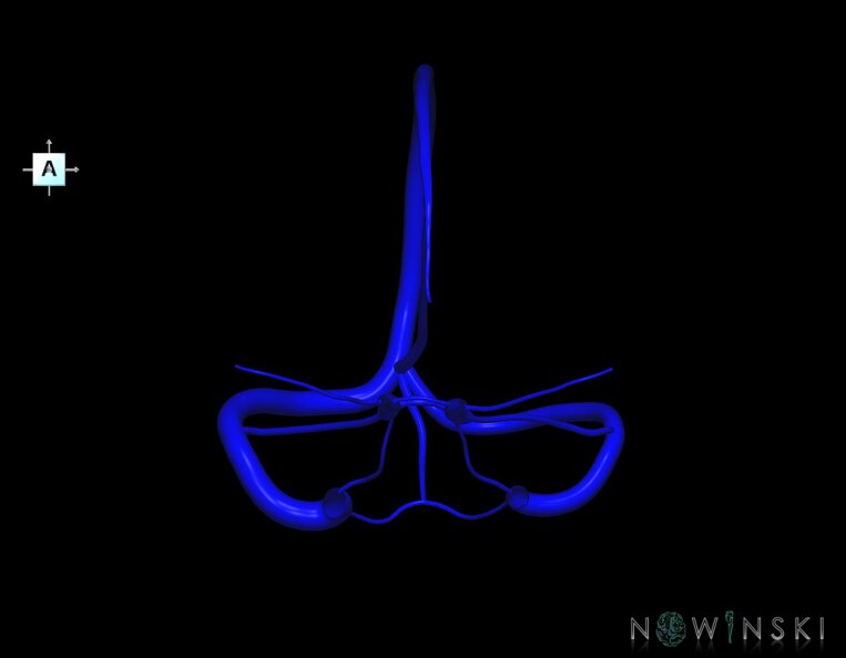 G1.T16.4.V1.C0.L0.Dural_sinuses.tiff