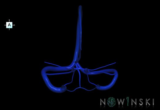 G1.T16.4.V1.C2.L0.Dural sinuses