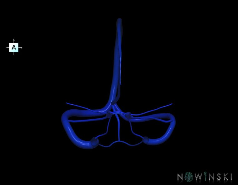 G1.T16.4.V1.C2.L0.Dural_sinuses.tiff