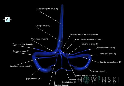 G1.T16.4.V1.C2.L1.Dural sinuses
