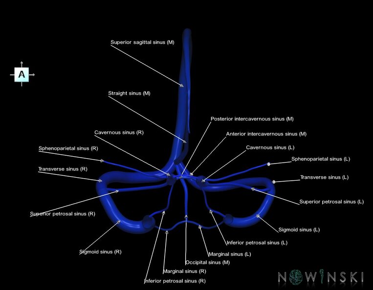 G1.T16.4.V1.C2.L1.Dural_sinuses.tiff
