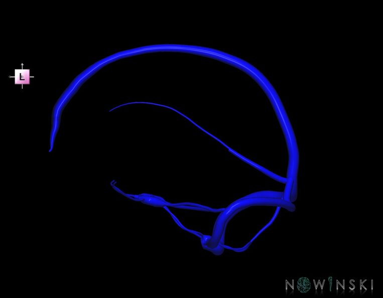 G1.T16.4.V2.C1.L0.Dural_sinuses.tiff