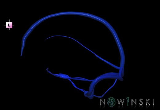 G1.T16.4.V2.C2.L0.Dural sinuses