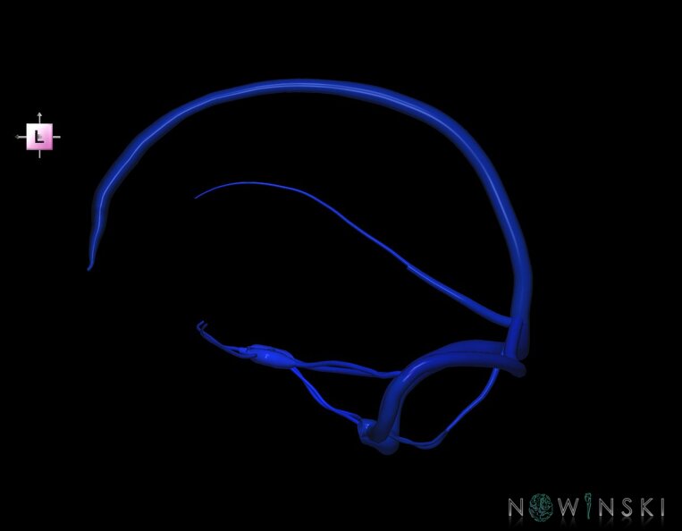 G1.T16.4.V2.C2.L0.Dural_sinuses.tiff