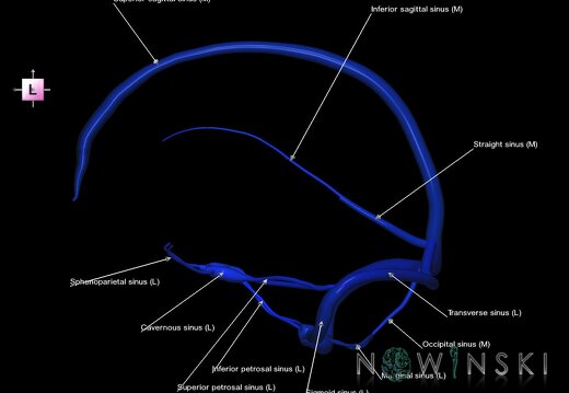 G1.T16.4.V2.C2.L1.Dural sinuses
