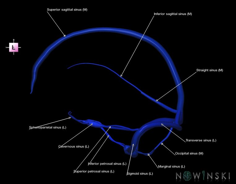 G1.T16.4.V2.C2.L1.Dural_sinuses.tiff