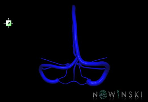 G1.T16.4.V3.C1.L0.Dural sinuses