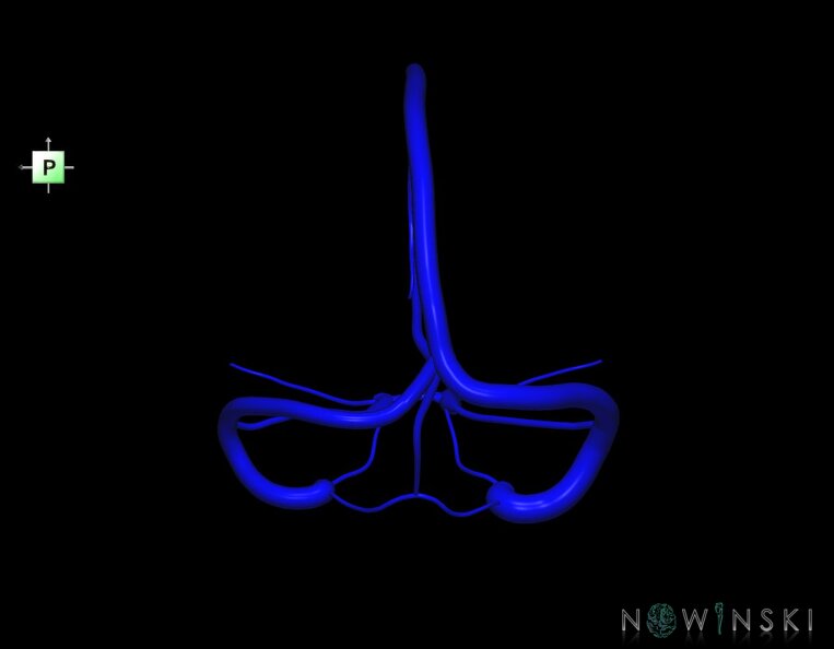 G1.T16.4.V3.C1.L0.Dural_sinuses.tiff