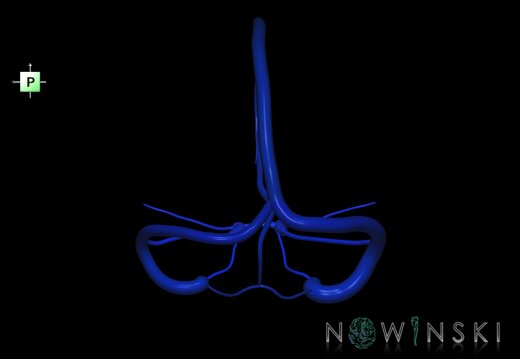 G1.T16.4.V3.C2.L0.Dural sinuses