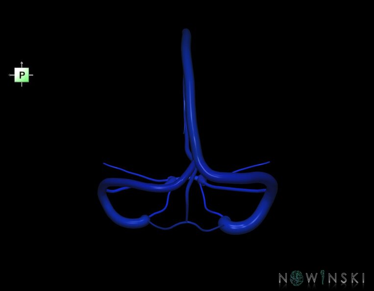 G1.T16.4.V3.C2.L0.Dural_sinuses.tiff