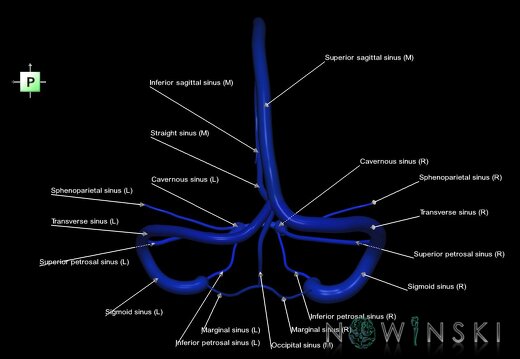 G1.T16.4.V3.C2.L1.Dural sinuses