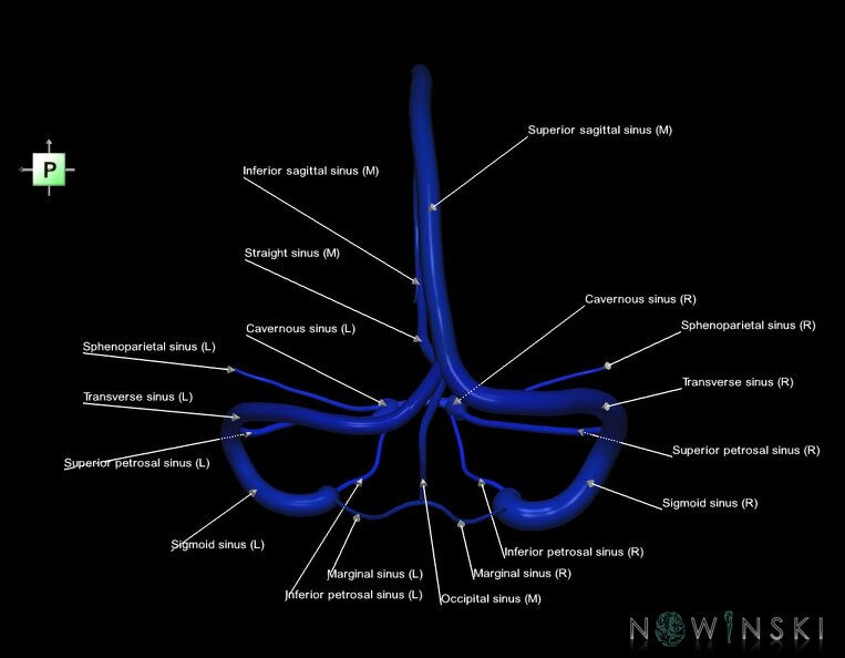 G1.T16.4.V3.C2.L1.Dural_sinuses.tiff