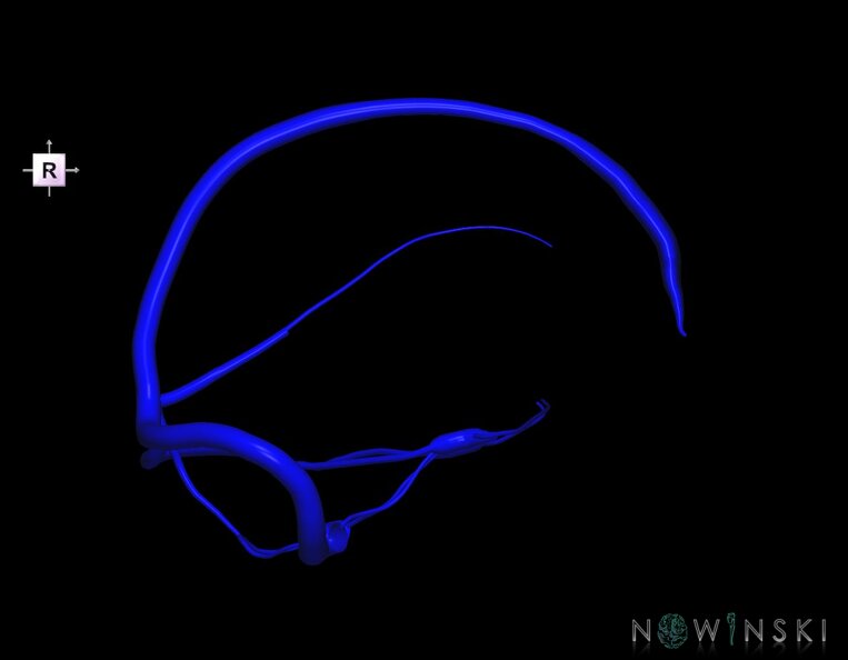 G1.T16.4.V4.C1.L0.Dural_sinuses.tiff