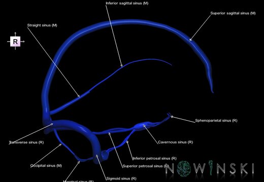 G1.T16.4.V4.C2.L1.Dural sinuses