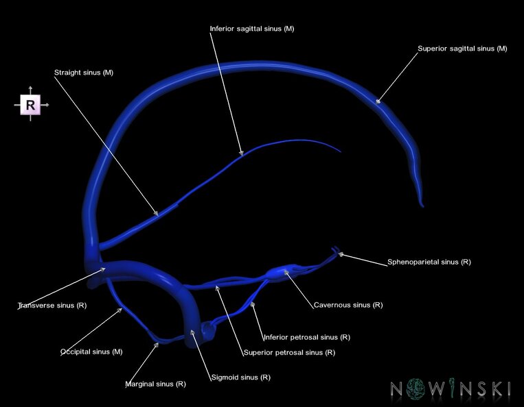 G1.T16.4.V4.C2.L1.Dural_sinuses.tiff