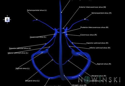 G1.T16.4.V5.C2.L1.Dural sinuses
