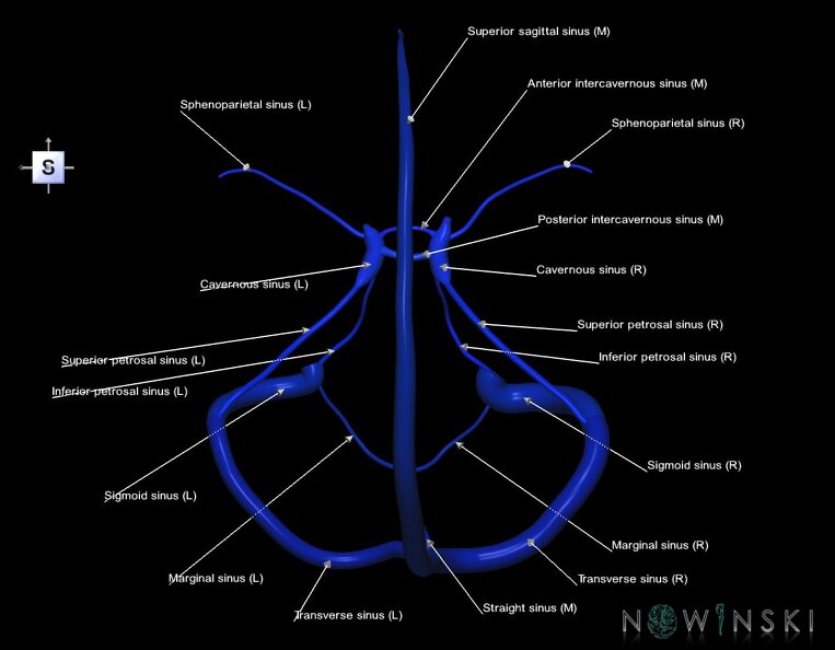 G1.T16.4.V5.C2.L1.Dural_sinuses.tiff