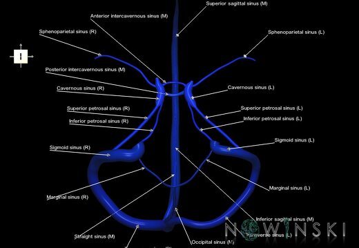 G1.T16.4.V6.C2.L1.Dural sinuses
