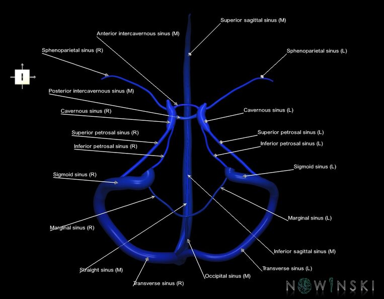 G1.T16.4.V6.C2.L1.Dural_sinuses.tiff