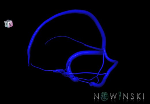 G1.T16.4.V7.C1.L0.Dural sinuses