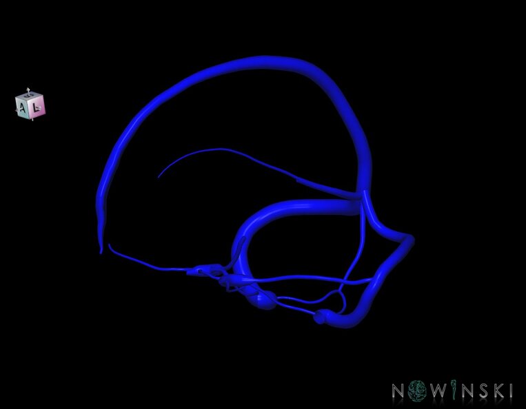 G1.T16.4.V7.C1.L0.Dural_sinuses.tiff