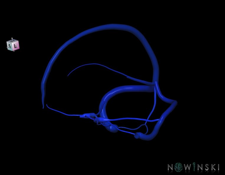 G1.T16.4.V7.C2.L0.Dural_sinuses.tiff