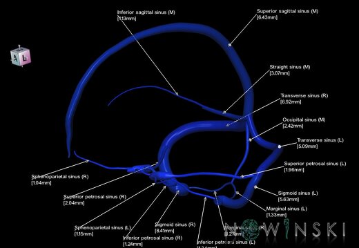 G1.T16.4.V7.C2.L3.Dural sinuses