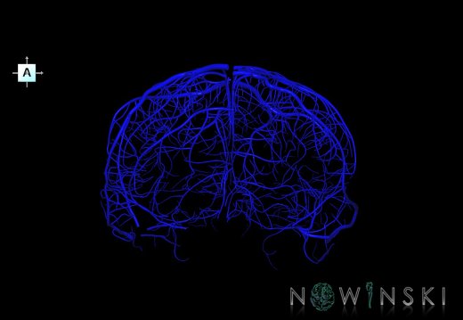 G1.T16.5.V1.C1.L0.Superficial cerebral veins