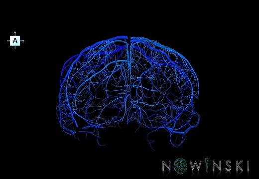 G1.T16.5.V1.C2.L0.Superficial cerebral veins