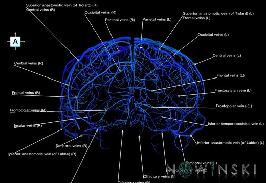 G1.T16.5.V1.C2.L1.Superficial cerebral veins
