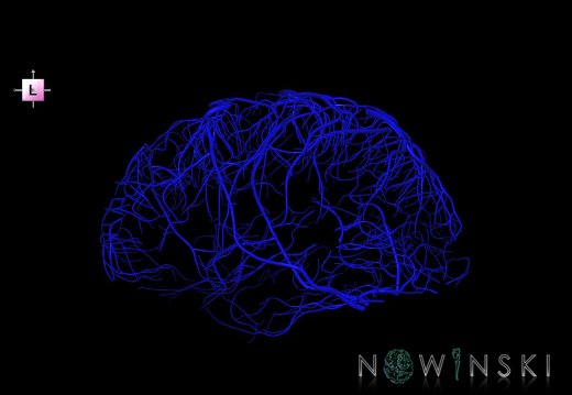 G1.T16.5.V2.C1.L0.Superficial cerebral veins